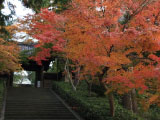 Experience the silent beauty of autumn leaves at a temple